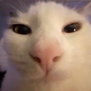 Meet your Posher, America